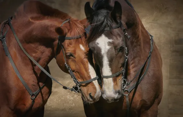 Horses, portrait, horse, pair, muzzle, two knights