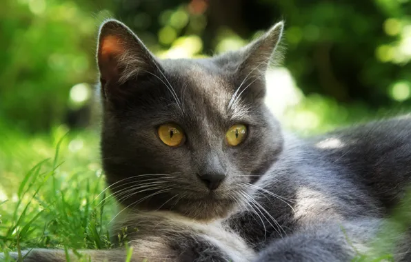 Cat, summer, grass, cat, look, nature, green, kitty