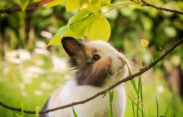 Grass, look, leaves, nature, glade, branch, rabbit, face