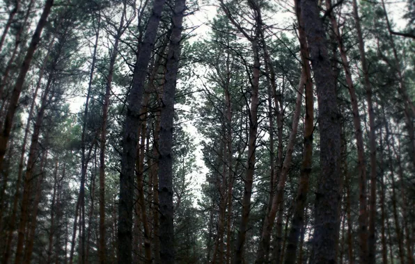 Picture cold, forest, darkness