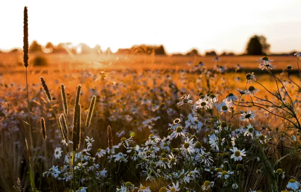 Field, summer, chamomile
