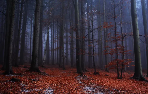 Autumn, forest, trees, nature, fog, Czech Republic, Czech Republic, High