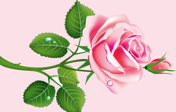 Leaves, drops, roses, vector, petals, buds, postcard