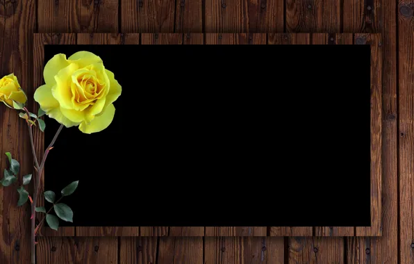 Picture rose, postcard, template, blank