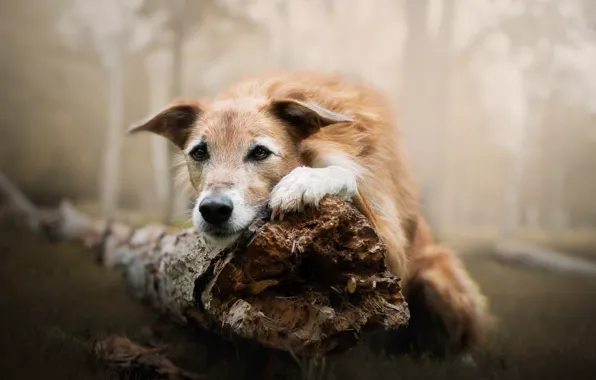 Picture forest, face, dog, log