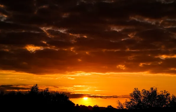 City, Nature, Clouds, Sky, Birds, Sun, Sunset, Autumn