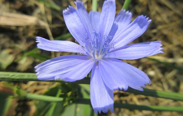 Chicory, Meduzanol ©, summer 2018
