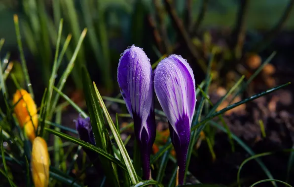 Leaves, drops, flowers, the dark background, spring, purple, crocuses, Duo