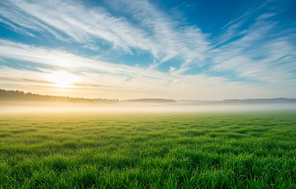 The sky, grass, the sun, clouds, spring, morning, meadow, haze
