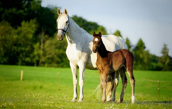 Picture greens, field, forest, white, summer, the sky, grass, light