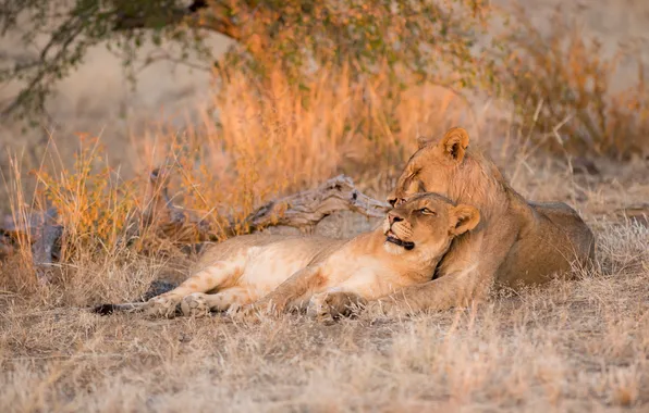 Nature, background, Leo