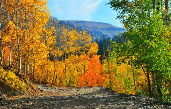Autumn, forest, the sky, trees, mountains