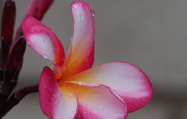 Flower, water, drops, petals, plumeria