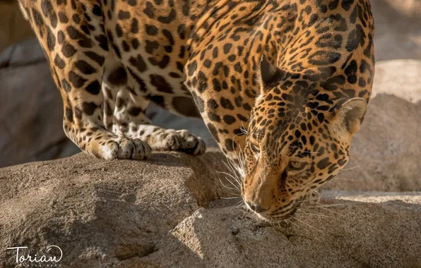 Face, stones, rocks, predator, Jaguar, wild cat