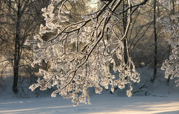 Winter, branch, icing