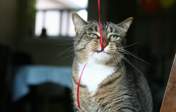 Cat, animal, funny, situation, ribbon, bite, fur, ears