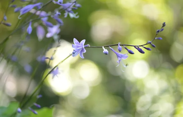 Flowers, branches, glare, lilac
