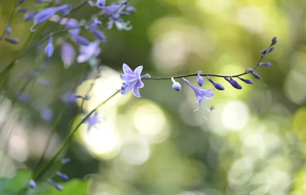 Flowers, glare, branch, lilac