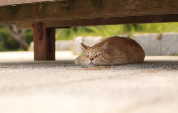 Cat, look, background