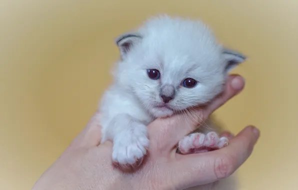 Picture look, pose, background, hands, baby, muzzle, fingers, kitty