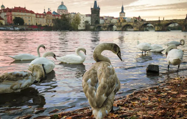 Water, bridge, pond, river, shore, foliage, home, Swan