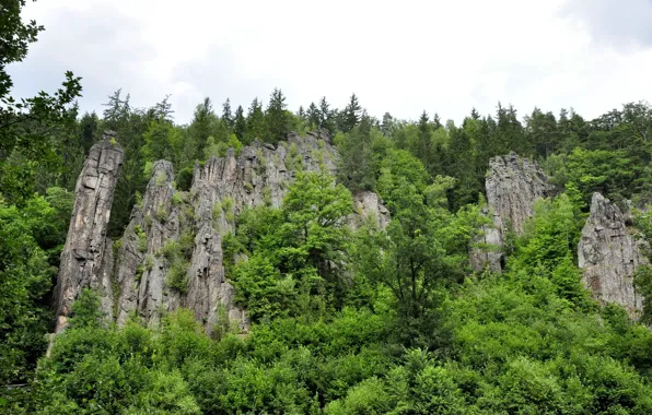 Picture greens, forest, trees, nature, stones, rocks