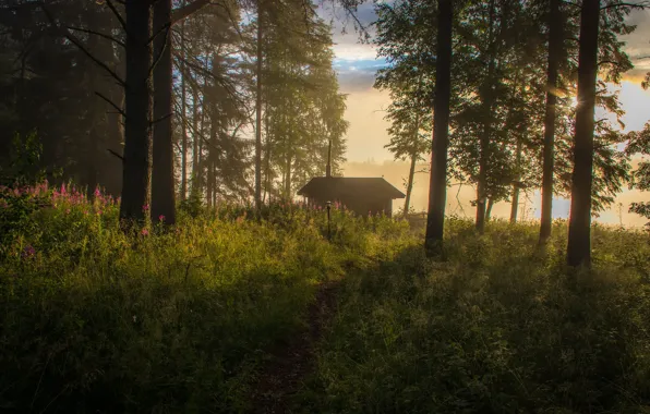 Forest, grass, light, trees, flowers, fog, comfort, house