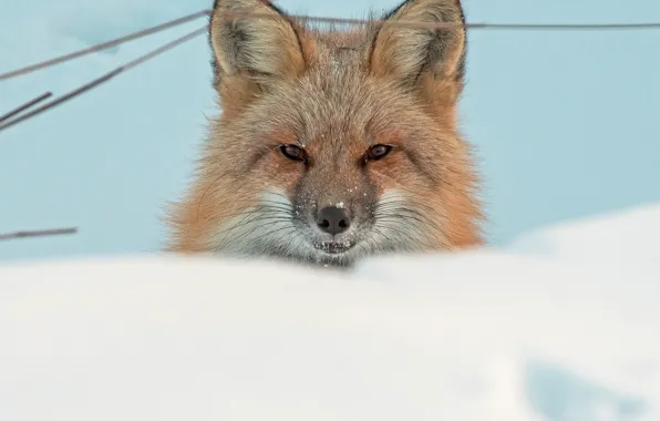 Look, face, snow, Fox, red
