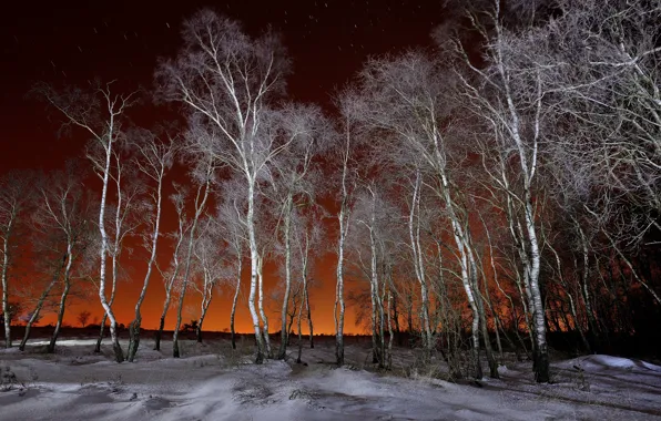 Picture winter, night, birch