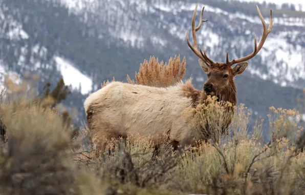 Autumn, snow, mountains, nature, deer, shrubs
