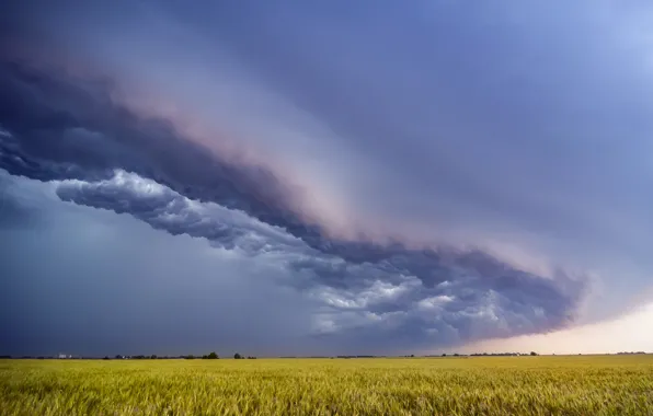 Field, summer, the sky, landscape