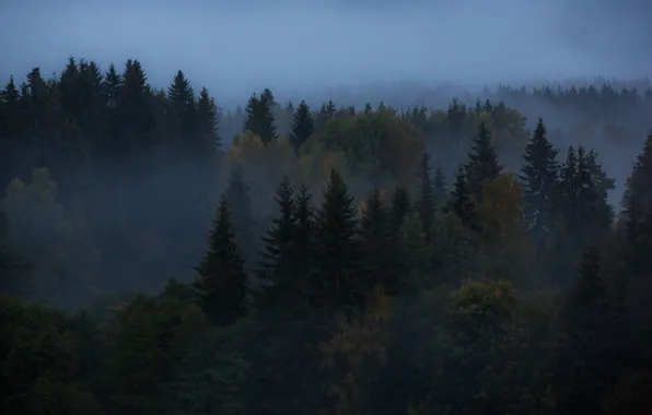 Picture forest, the sky, trees, nature, fog, the evening, twilight