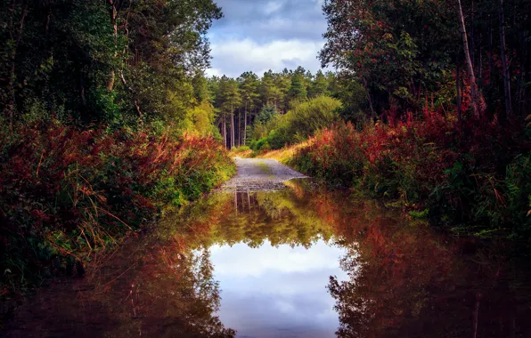 Road, autumn, forest, water, trees, nature, reflection, puddle