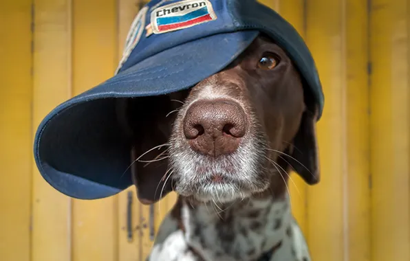 Each, dog, cap