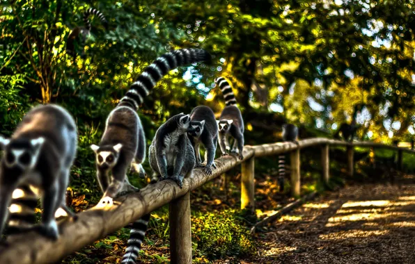 Road, lemurs, fence