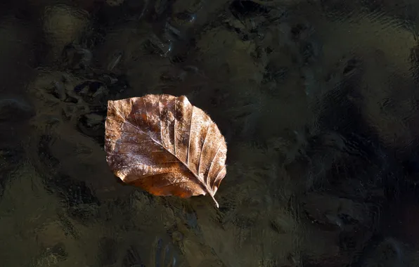 Picture BACKGROUND, WATER, RUFFLE, SURFACE, SHEET.LEAF