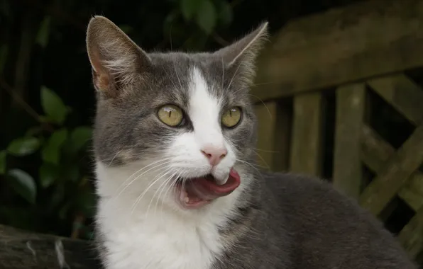 Language, cat, face, grey - white