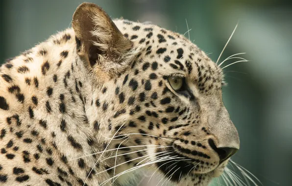 Cat, face, leopard, profile, Persian