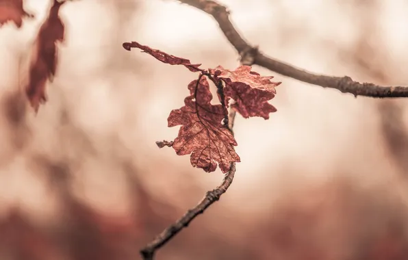 Autumn, leaves, nature