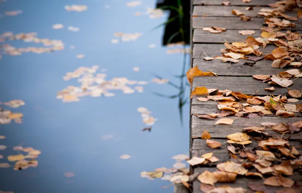 Picture autumn, leaves, water, bridge