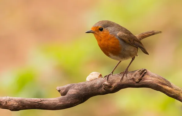 Picture background, bird, branch