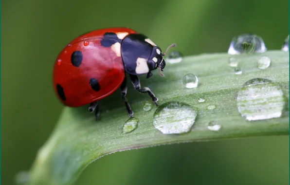 Picture grass, drops, macro, nature, ladybug, insect