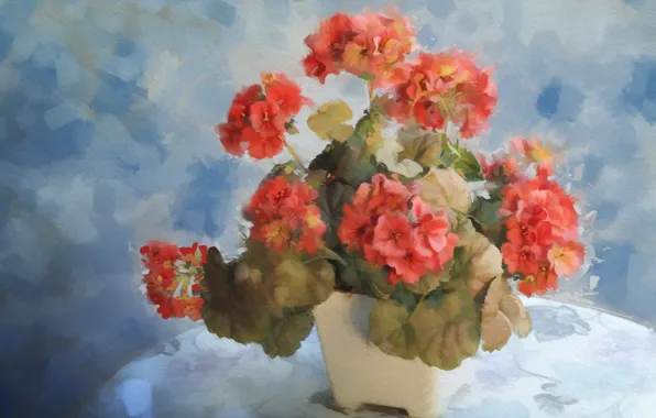 Picture flower, pot, geranium