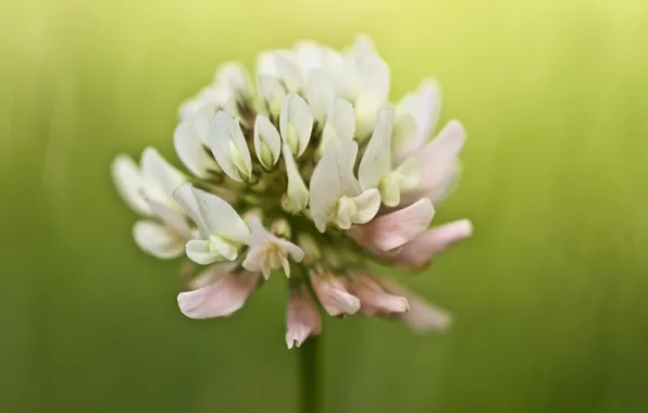 Picture flower, summer, macro, nature, clover