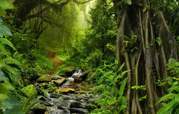 Trees, nature, stones, palm trees, trail, plants, jungle, trees