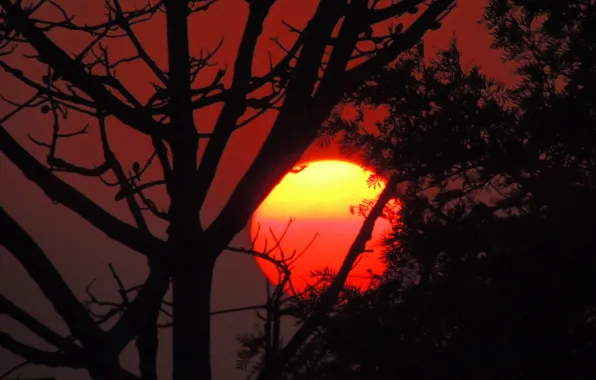 Picture the sun, trees, sunset, silhouette