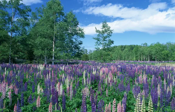 Picture the sky, clouds, trees, flowers