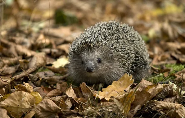 Picture face, needles, foliage, hedgehog