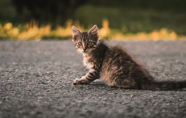 Road, cat, look, asphalt, kitty, grey, background, baby