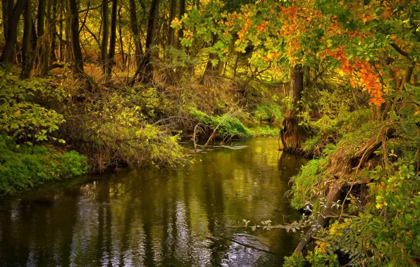 Picture forest, trees, river